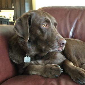 approved-by–otis Chocolate lab approves this call to action